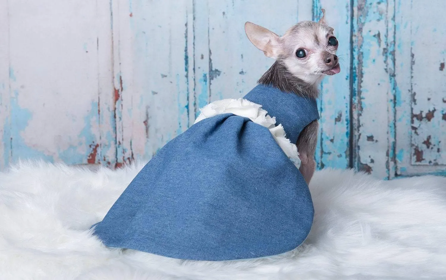 2 robes pour chien dans une : robe bleu pâle tutu chic, réversible robe bohème en denim jeans bleu pâle et fleurs beiges à la taille