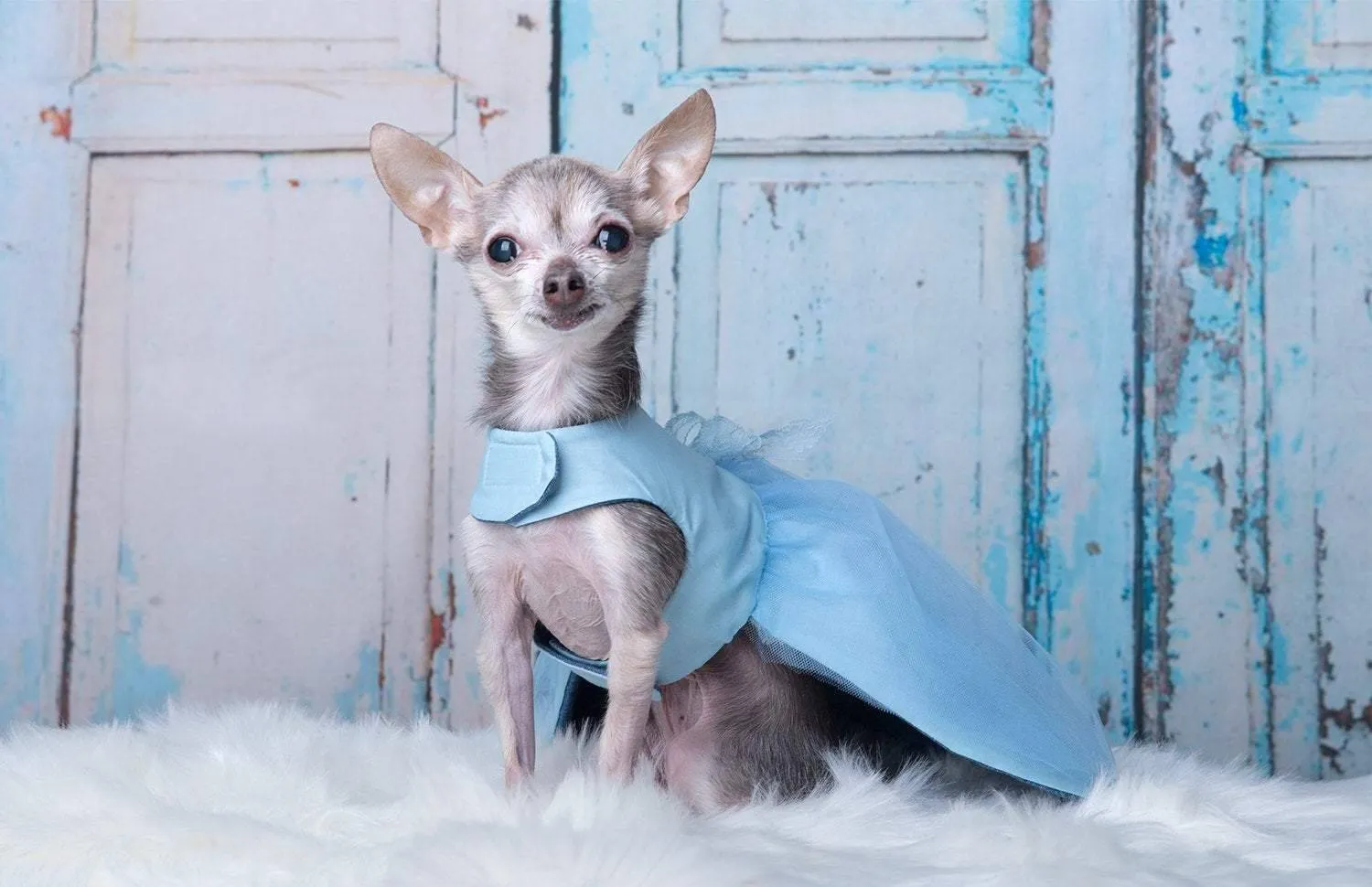 2 robes pour chien dans une : robe bleu pâle tutu chic, réversible robe bohème en denim jeans bleu pâle et fleurs beiges à la taille